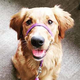 Border Collies and Golden Retrievers from S & E Goldens
