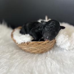 Bell - White and black female Bordoodle puppy in Valley Center, California from Circle R Valley Bordoodls