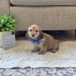 F1B Meet Lad :) - Sable male Cavapoo puppy in Centerville, Iowa from Barnyard Dachshunds, Dals & Doodles