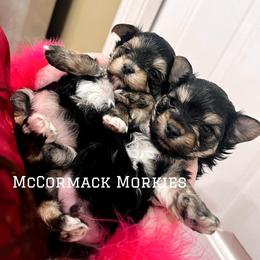 Morkie Puppies from McCormack Morkies