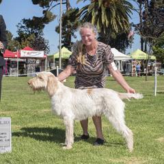 Giuseppe - Spinone Italiano