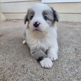 Buzz - Blue merle male Border Collie puppy in Ripley, Oklahoma from Adventure5 Border Collies