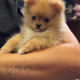 Vixey female - Red parti female Pomeranian puppy in Weatherford, Texas from COCO'S POMS AND FRENCHIES