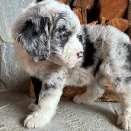YOSEMITE - Blue merle male Sheepadoodle puppy in Charlo, Montana from Heavenly Hilltop Farm