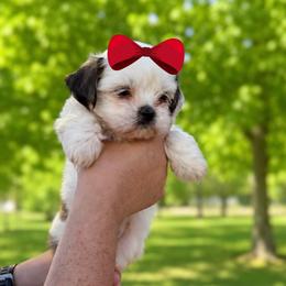 Girl 4 - Sable and white female Shih Tzu puppy in Seguin, Texas from Dolled Up Shih Tzus