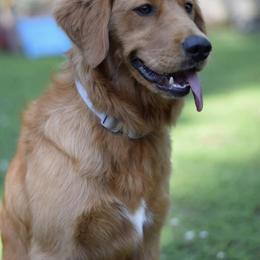 Goldendoodle and Golden Retriever All Grown Up from The Farm at Saluda Ridge