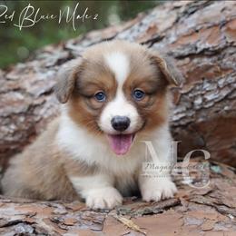George (Fluffy) - Red male Pembroke Welsh Corgi puppy in Straughn, Alabama from Magnolia Creek Corgis