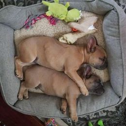 French Bulldogs from Yellow Star Frenchie's