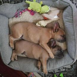 French Bulldogs from Yellow Star Frenchie's