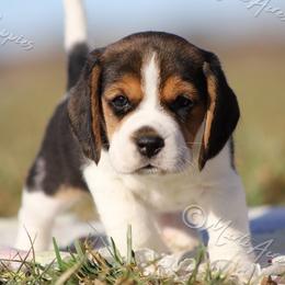 AKC 'Victory' - Black tan and white male Beagle puppy in Lamar, Missouri from Marti Acres ~ Boston Terrier & Beagles