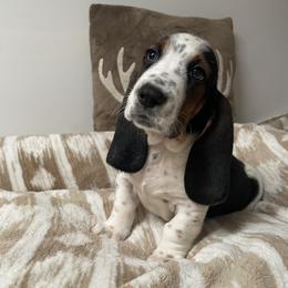 Storm - Black brown and white male Basset Hound puppy in Remington, Virginia from Lotus Rose Basset hounds