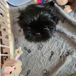 Boy 1 - male Shih Tzu puppy in Glen Saint Mary, Florida from Duggers Shih Tzu
