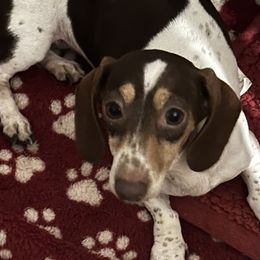 Chichi - Chocolate and tan female Dachshund puppy in Lakeland, Florida from Elite Doxies Florida