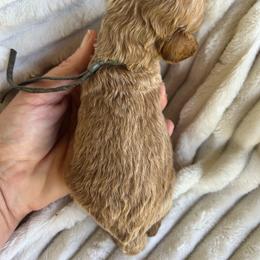 AKC JACK - Red  male Poodle puppy in Dallas, Georgia from West Cobb Dogs