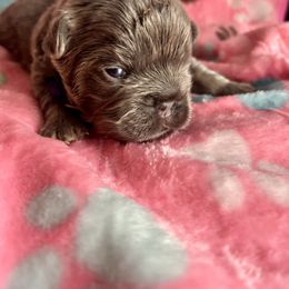 Twilight - Liver male French Bulldog puppy in Columbus, Ohio from Kallie’s Kennel