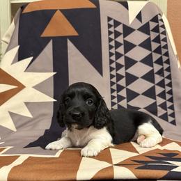 Female 1 LIMITED AKC - Piebald female Dachshund puppy in Aurora, Missouri from Baker Farms
