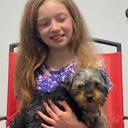 Carlee AKC full rights - Black and tan female Yorkshire Terrier puppy in Elizabethtown, Kentucky from Teeny Tiny Puppy Tails