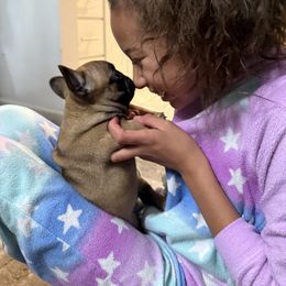 French Bulldog Puppies from Schoville Bulldogs