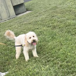 Zues - Goldendoodle