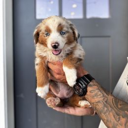 Etta - Blue merle female Miniature American Shepherd puppy in Payson, Arizona from Barnhardt Minis