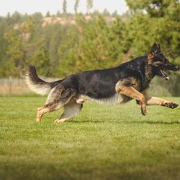 Kovacs - German Shepherd