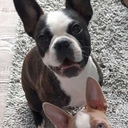 Frankie - Boston Terrier
