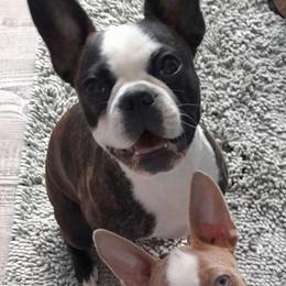 Frankie - Boston Terrier