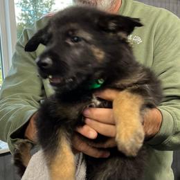 Hawk - 6P-green - Black male German Shepherd puppy in Sharon Grove, Kentucky from Julie’s Shepherds