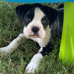 Boxers from Painted Up Kennels