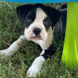 Boxers from Painted Up Kennels