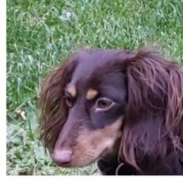 Bianca - Dachshund