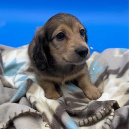 Shaded Cream Male 3 - Cream male Dachshund puppy in Spanaway, Washington from 11 Oaks Kennels