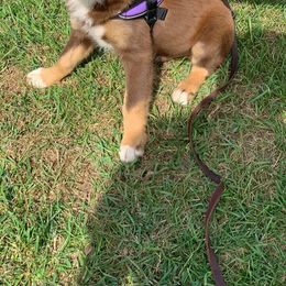 Australian Shepherd Puppies from Blackman’s Standard Aussies