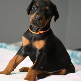 Vice - Black and rust male Doberman Pinscher puppy in Overton, Texas from Obsidian Kennel