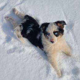 Mimo Lella - Blue merle male Toy Australian Shepherd puppy in Laconia, Indiana from Beasley Acres Aussies