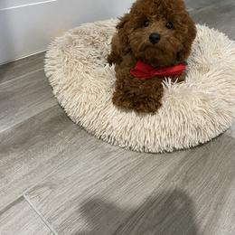 Archie - Poodle