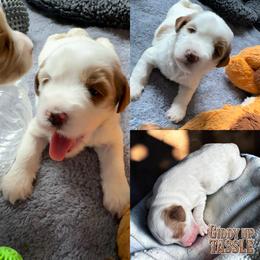 Tassel - Parti female Goldendoodle puppy in Henrico, Virginia from Paws 4 Doodles, LLC