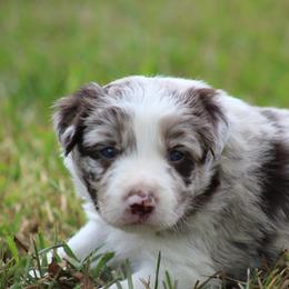 Boy 5 - Red merle male Border Collie puppy in Tylertown, Mississippi from Cool Meadow Farms