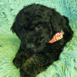 Teal Collar - Phantom male Goldendoodle puppy in Fairmont, West Virginia from Mountainside Doodles, LLC