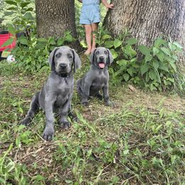 Black collar - Blue male Weimaraner puppy in Granite Falls, North Carolina from Pups and Pastures- Weimaraners