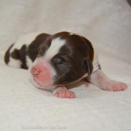 Chestnut - Parti female Goldendoodle puppy in Lancaster, Pennsylvania from Doodles in the Skye