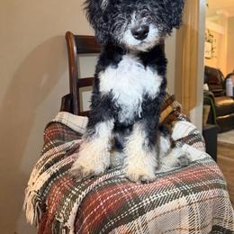 Timber (2,000) - Black and white male Bernedoodle puppy in Grandview, Texas from Big Sky Bernedoodles