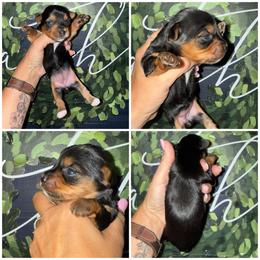Miss Bentley - Black and gold female Morkie puppy in Cleveland, Tennessee from Moody’s Morkies and More