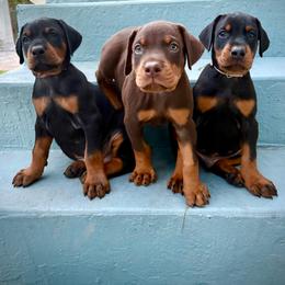 Doberman Pinscher Puppies from Devoted Doberman