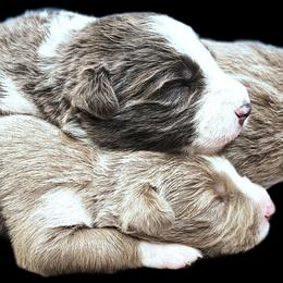 Blossom - Lilac female Border Collie puppy in Cedar Springs, Michigan from Lyncroft Border Collies
