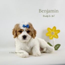 Benjamin - Blenheim male Cavapoo puppy in Republic, Missouri from Red Skye Puppies