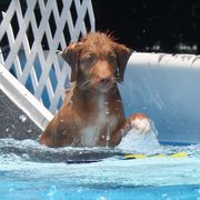 Nova Scotia Duck Tolling Retriever Puppies from Neff Tollers