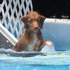 Nova Scotia Duck Tolling Retriever Puppies from Neff Tollers