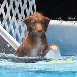 Nova Scotia Duck Tolling Retriever Puppies from Neff Tollers