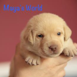 Pink collar - Yellow female Labrador Retriever puppy in Wallace, North Carolina from Maya's World Labradors with Love
